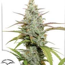 Mokum’s Tulip®